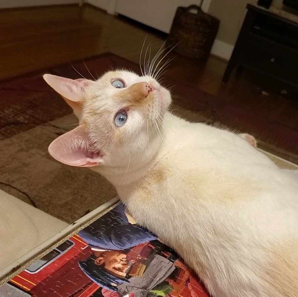 Meet your Posher, Lisa